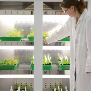 Cámara de cultivo para cannabis Medicinal